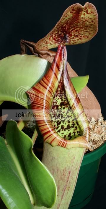 TRUNCATA0403104.jpg