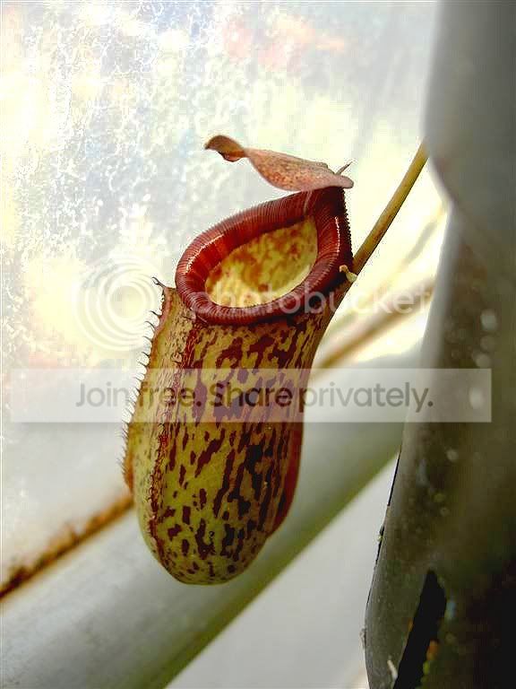 Nepenthesventricosaxpectinata061007.jpg