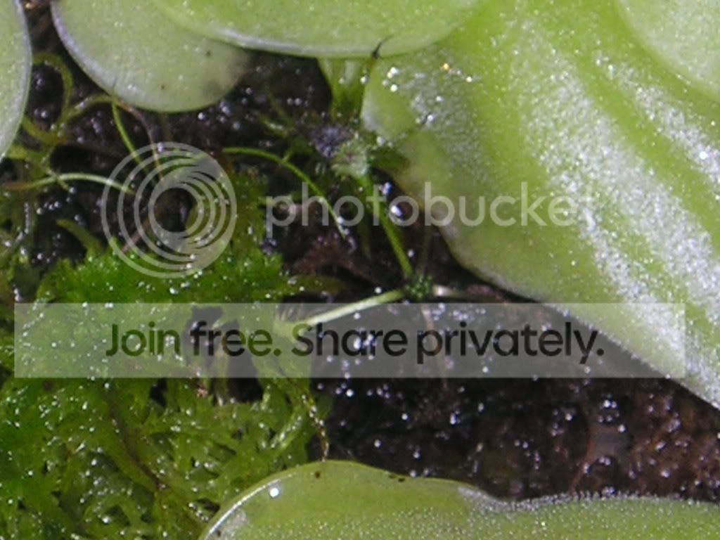 Drosera.jpg