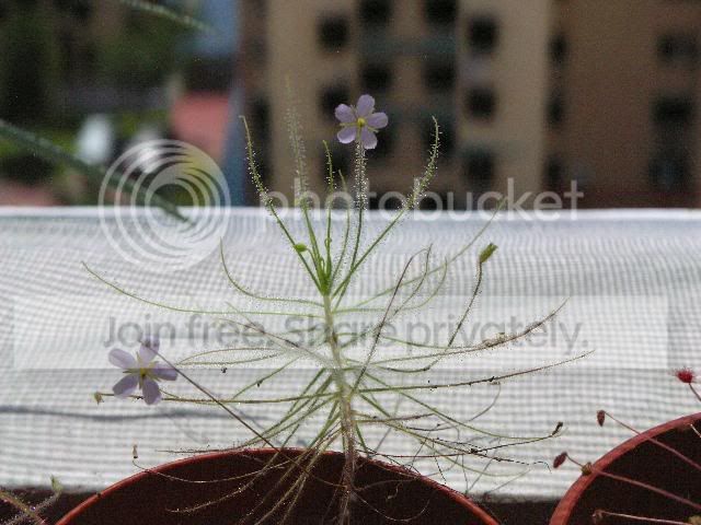 byblisflowers1rs.jpg