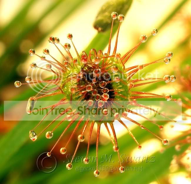 macro-CP-feeding-frenzy-004.jpg