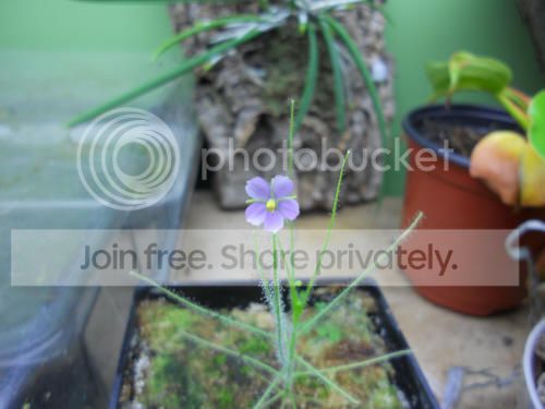 byblisflower_11-4-12.jpg
