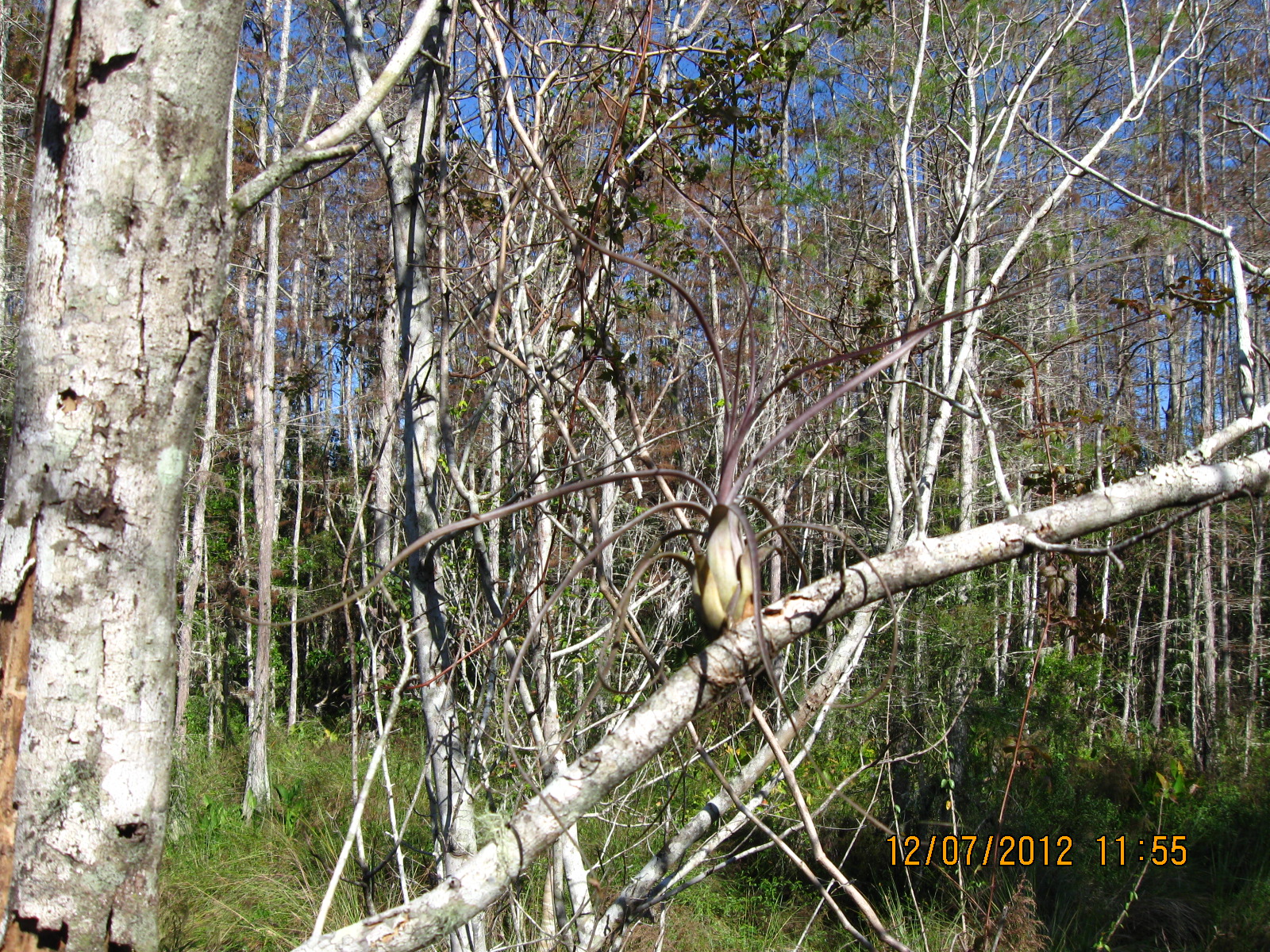 IMG_2374.JPG