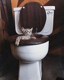 kitten.gif