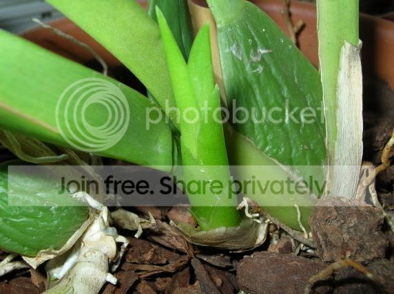 orchid1.jpg