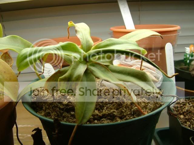 Moreplants003.jpg