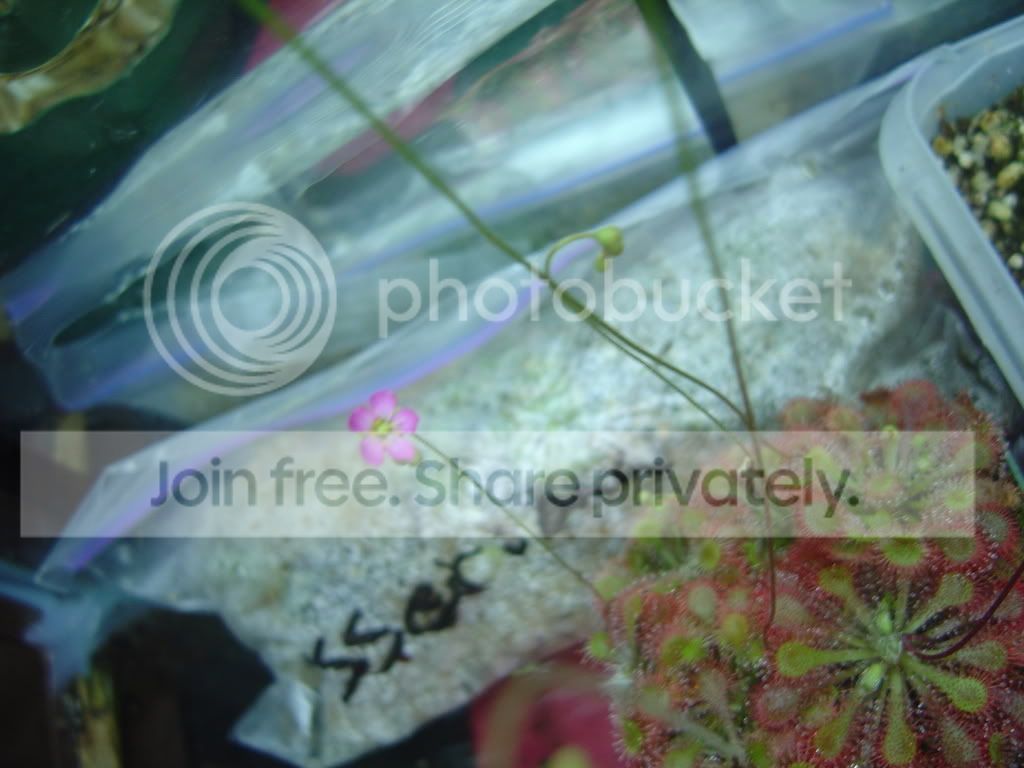 Droseraflowers003.jpg