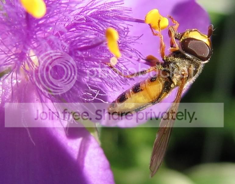 yellowbee.jpg