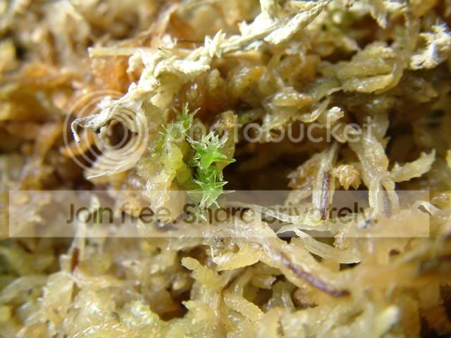 Moreplants018.jpg