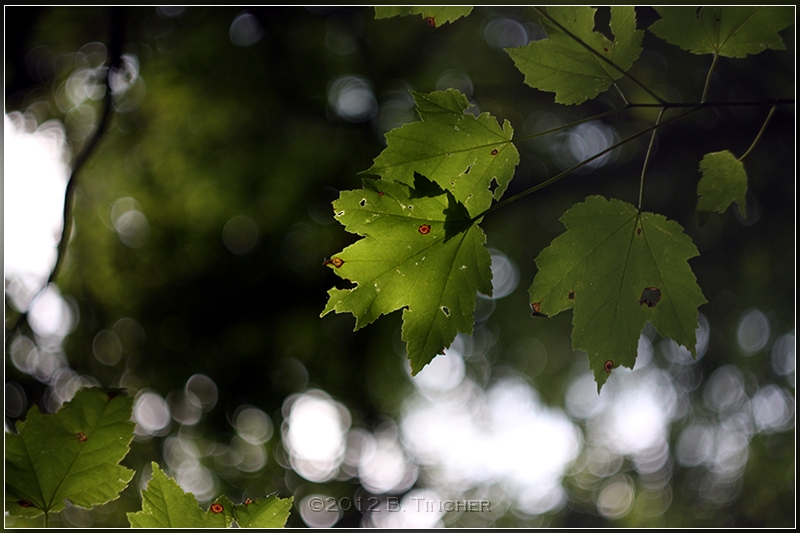 leaves.jpg