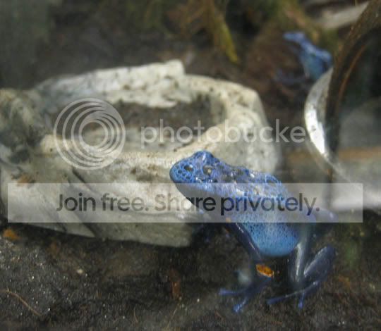 FrogBlue.jpg