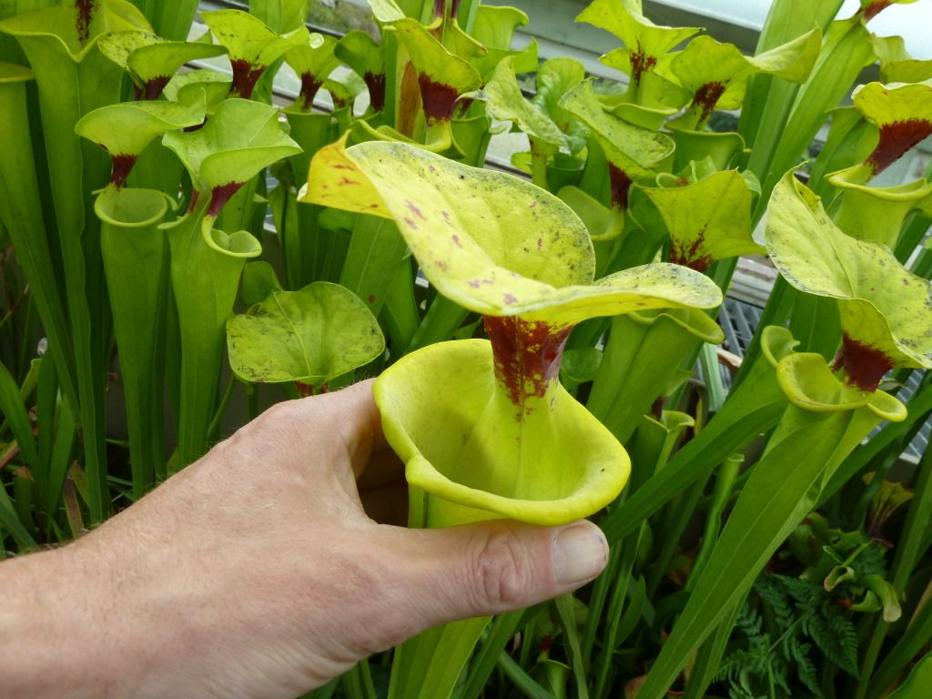 kewgardens300812041.jpg