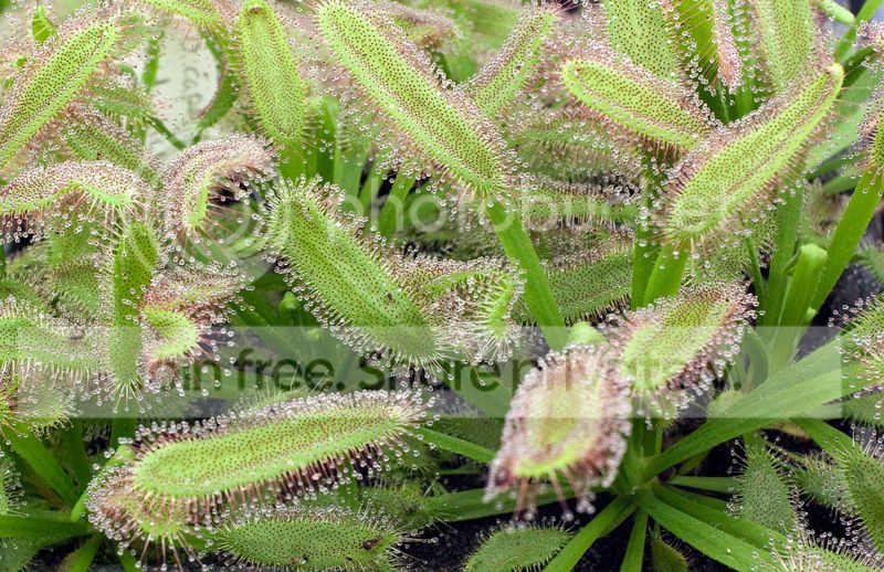capensis-Albino-x-D.jpg
