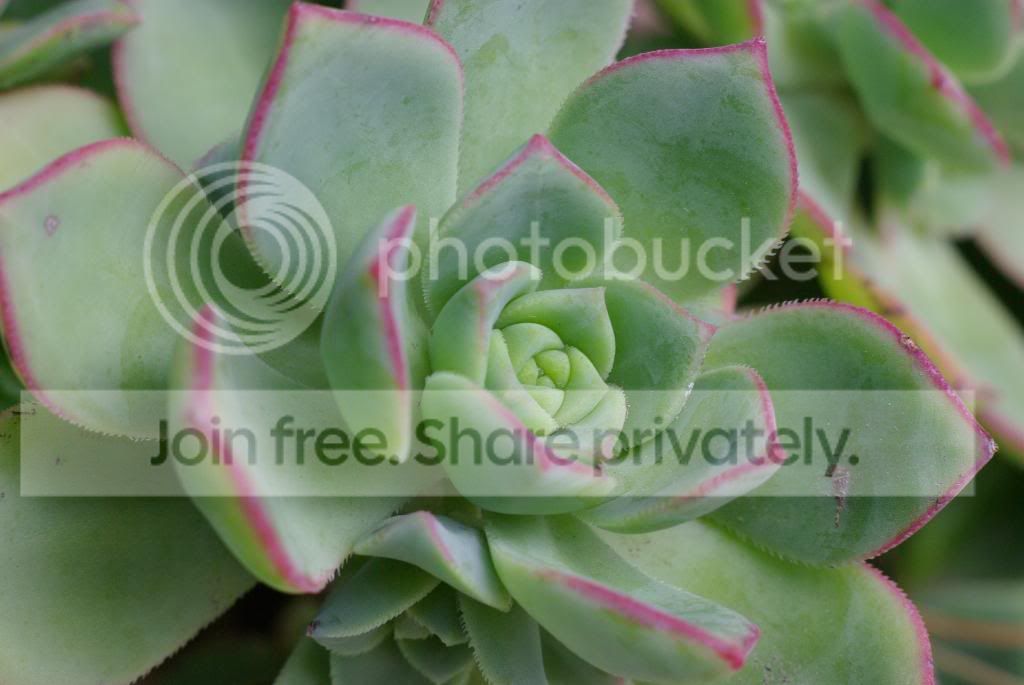 IMGP4323.jpg