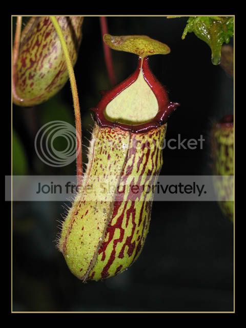 NRedLeopardPitcher.jpg