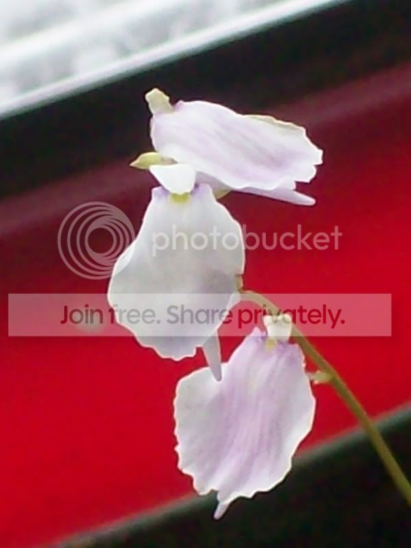 Picture008-9.jpg