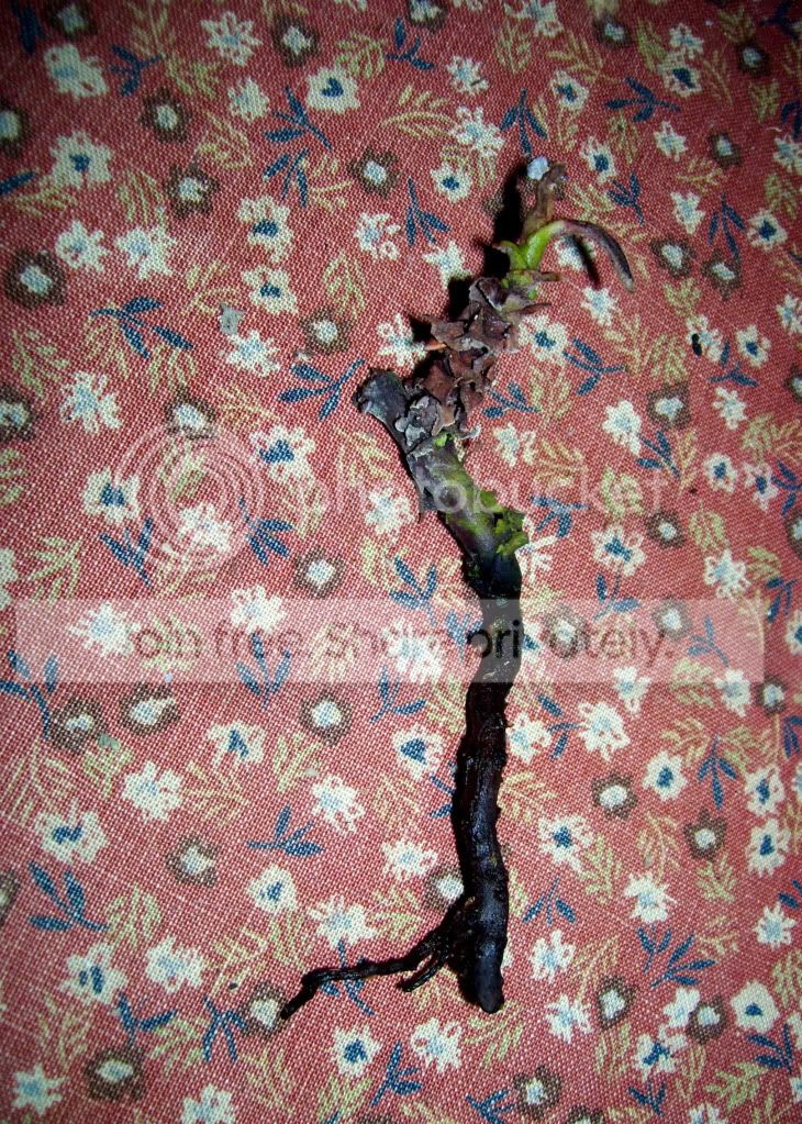 100_4185.jpg