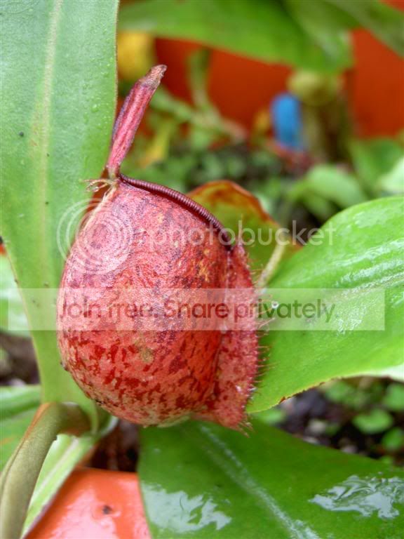 Nepenthesampullariaharlequin060609_.jpg