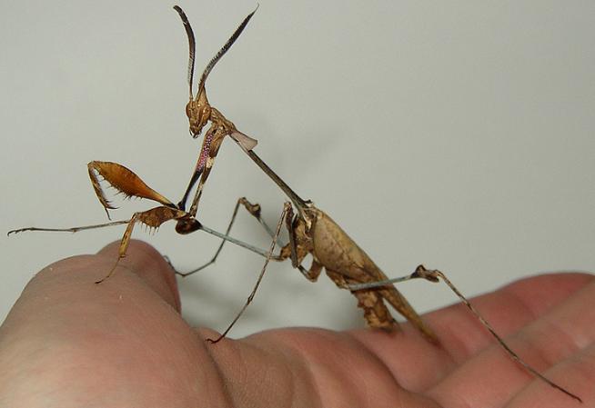 Violin%20Mantis%20Male4.JPG