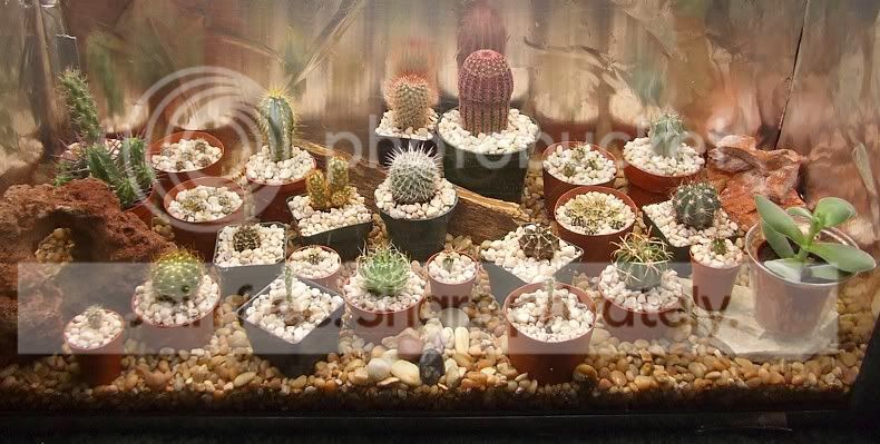 cactuspics08009.jpg