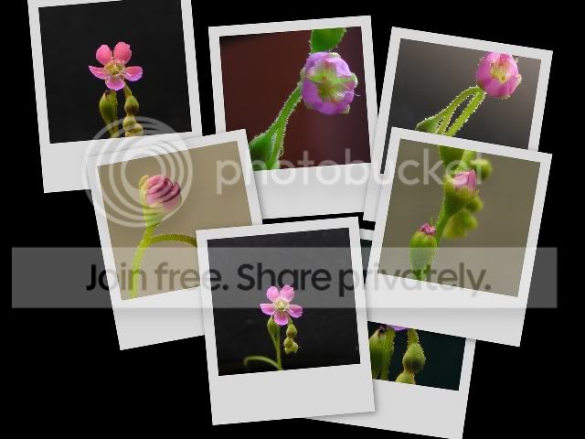 collage5rs.jpg