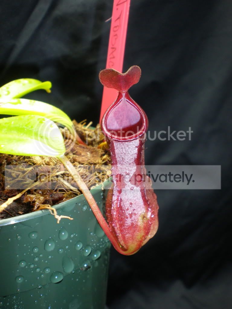 TobaicaArrivalPitcher.jpg