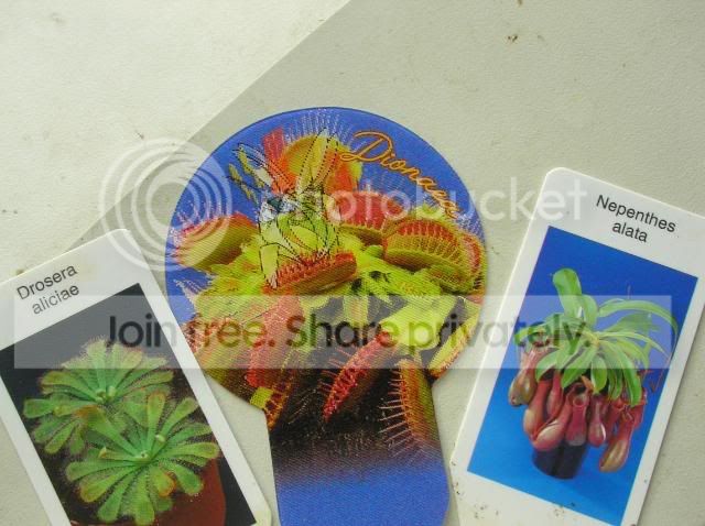 plants22.jpg