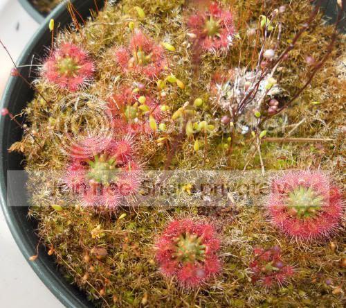 Dallantostigma_6-1-12.jpg