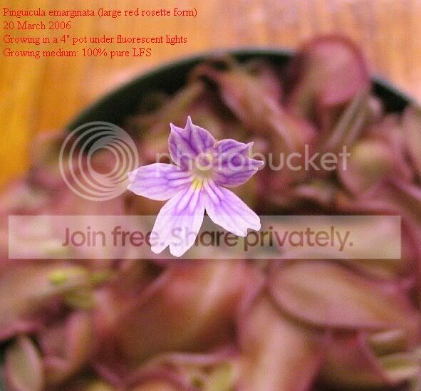 Pemarginataflower1.jpg