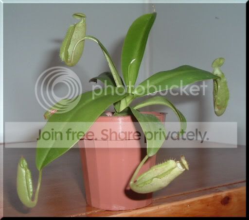 wasporsanguinea009.jpg