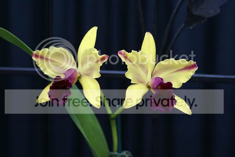 orchids-061.jpg