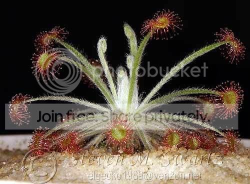 Dordensis-X-paradoxa.jpg