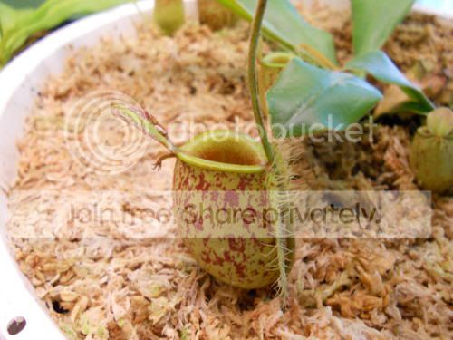 Nampullaria_3-28-11.jpg