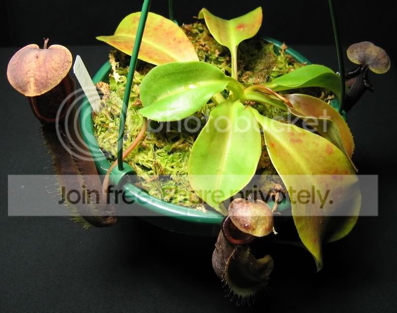 bdplant.jpg