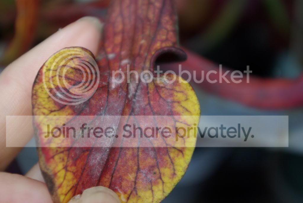 IMGP1148.jpg