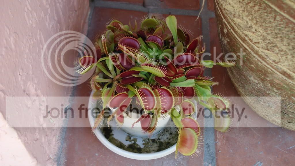 VenusFlyTrap.jpg