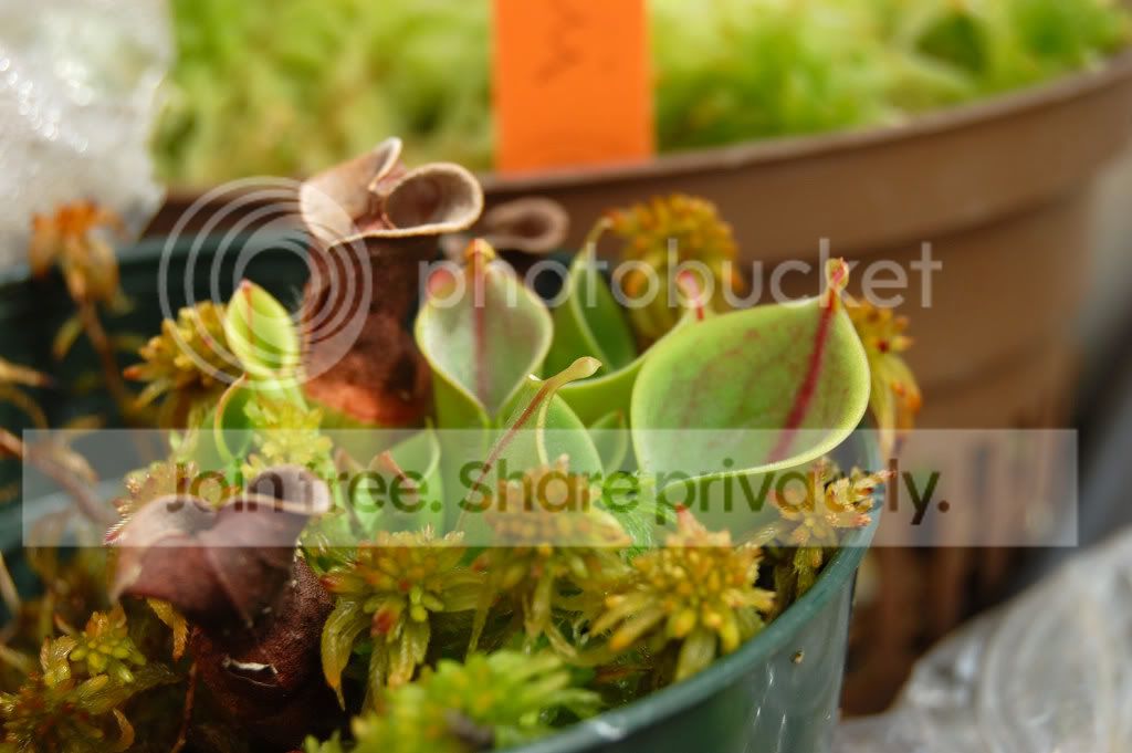 DSC_01630004.jpg