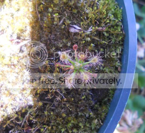Ddichrosepala_6-23-11.jpg
