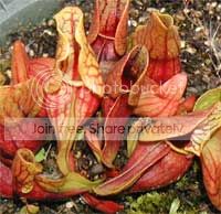 sarraceniacarolinamtn.jpg