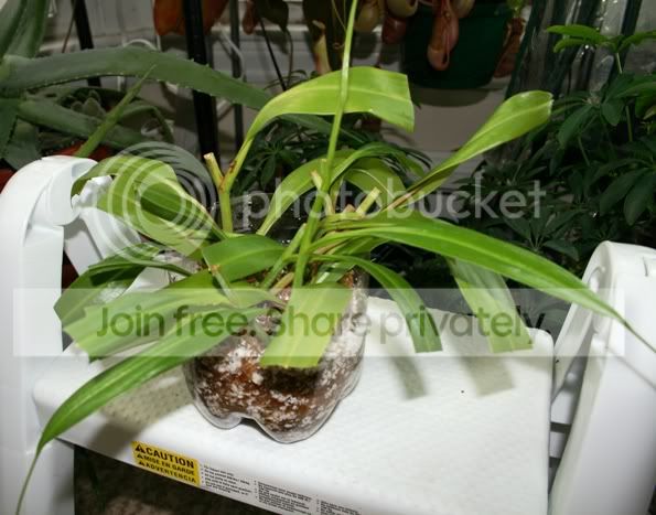 copecuttings.jpg
