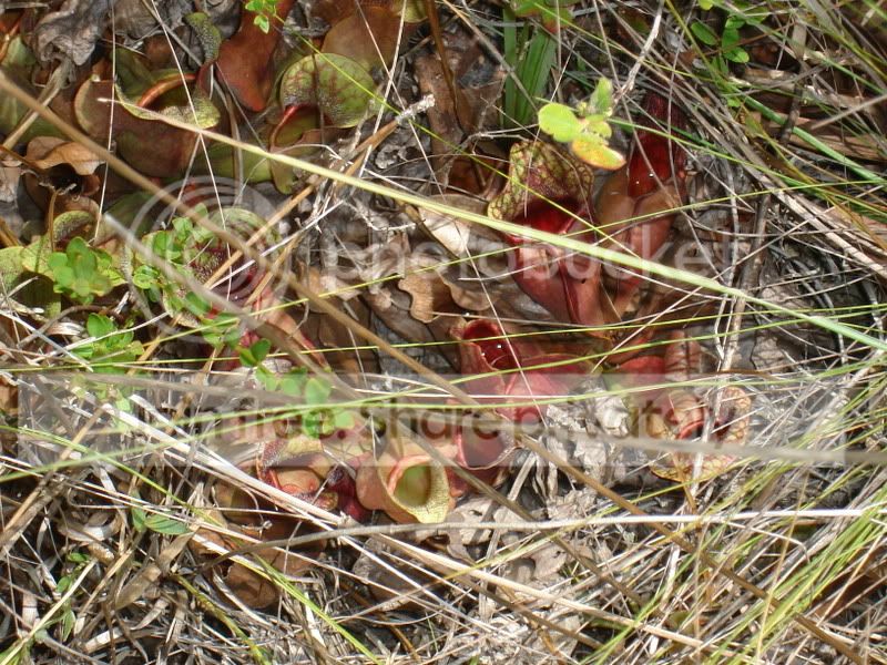 Apalachicola027.jpg
