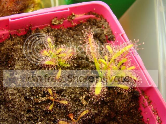 capensisrootcuttings-2.jpg