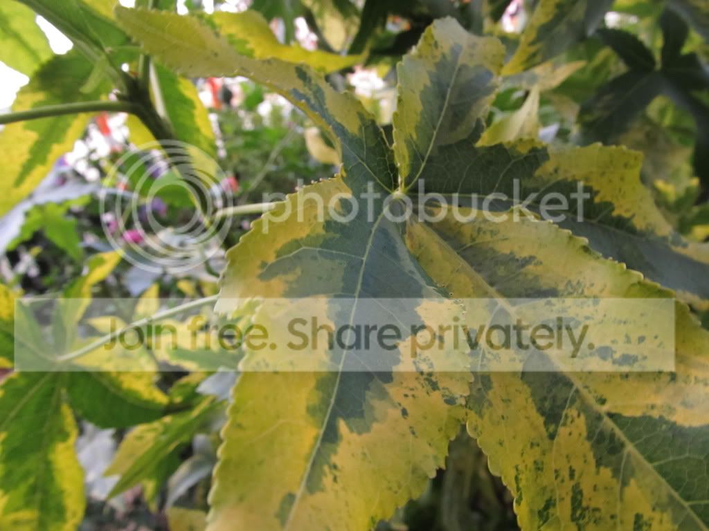 IMG_8867.jpg