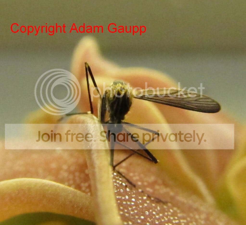 1stImport117CC.jpg