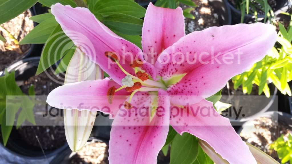 20140515_171633_zps2c8d2dae.jpg
