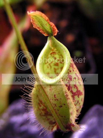 N-xhookeriana_baby.jpg