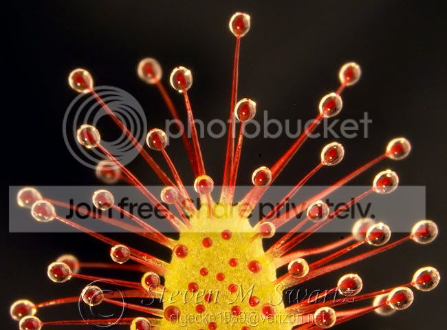 Macro-Dewys-2-050.jpg