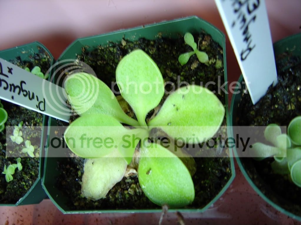 pingsanddrosera001.jpg