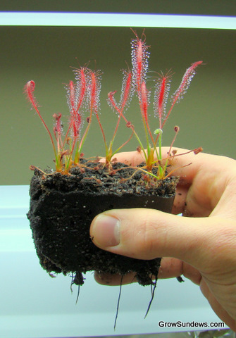 roots_leaves_Drosera_camporupestris_post.JPG