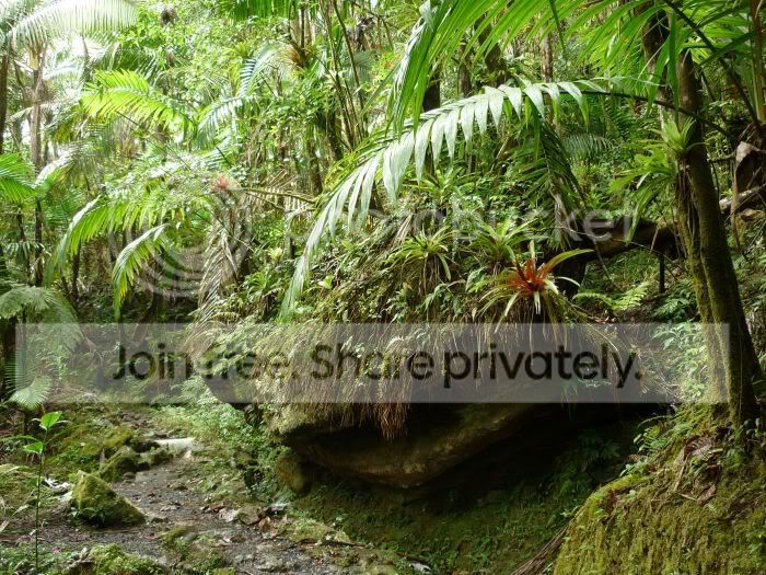 elYunque-trail1RS.jpg